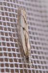 Agriphila inquinatella