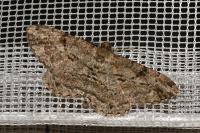 Peribatodes rhomboidaria rhomboidaria