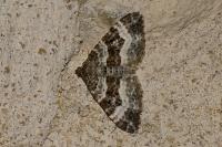 Epirrhoe alternata