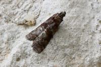Phycita roborella