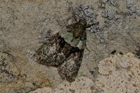 Cryphia algae