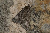 Acronicta megacephala