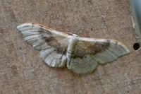 Idaea degeneraria