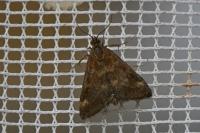 Pyrausta despicata