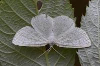 Cabera exanthemata