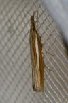 Agriphila tristella