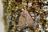 Xestia xanthographa
