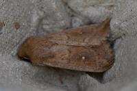 Mythimna albipuncta