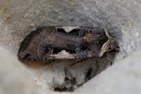 Xestia c-nigrum