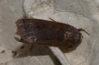 Noctua pronuba