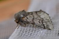 Thaumetopoea pityocampa