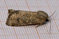 Luperina testacea