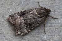 Amphipyra