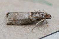 Acrobasis advenella