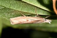 Agriphila geniculea