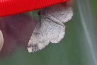 Peribatodes rhomboidaria rhomboidaria