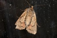 Amphipyra