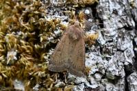 Xestia xanthographa