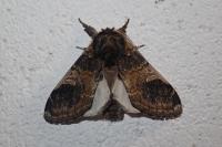Notodonta tritophus