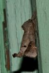 Clostera anachoreta