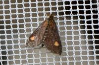 Pyrausta aurata