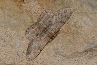 Hypomecis punctinalis