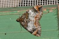 Dysstroma truncata