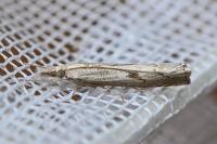 Agriphila geniculea