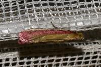 Oncocera semirubella