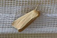 Mythimna pallens