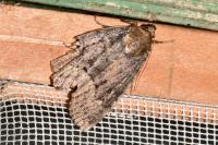Amphipyra berbera svenssoni