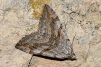 Aplocera efformata/plagiata