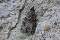 Eudonia mercurella