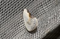 Cilix glaucata