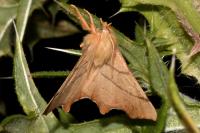 Ennomos erosaria