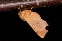 Ennomos erosaria