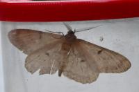 Hypomecis punctinalis