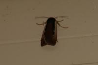 Ochropleura leucogaster