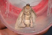 Amphipyra berbera svenssoni