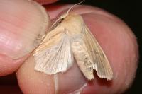 Mythimna pallens