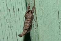 Clostera anachoreta