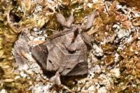 Clostera anachoreta
