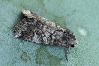 Evisa schawerdae
