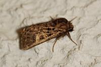 Tholera decimalis