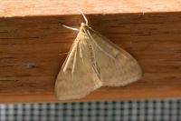 Ostrinia nubilalis