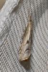 Agriphila geniculea
