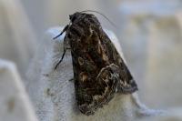 Thalpophila matura