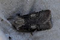 Agrotis puta