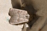Hoplodrina ambigua/blanda