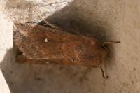 Mythimna albipuncta